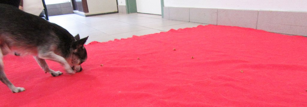 Nanu, was ist denn das? Hier hat wohl jemand Leckerlies verloren…