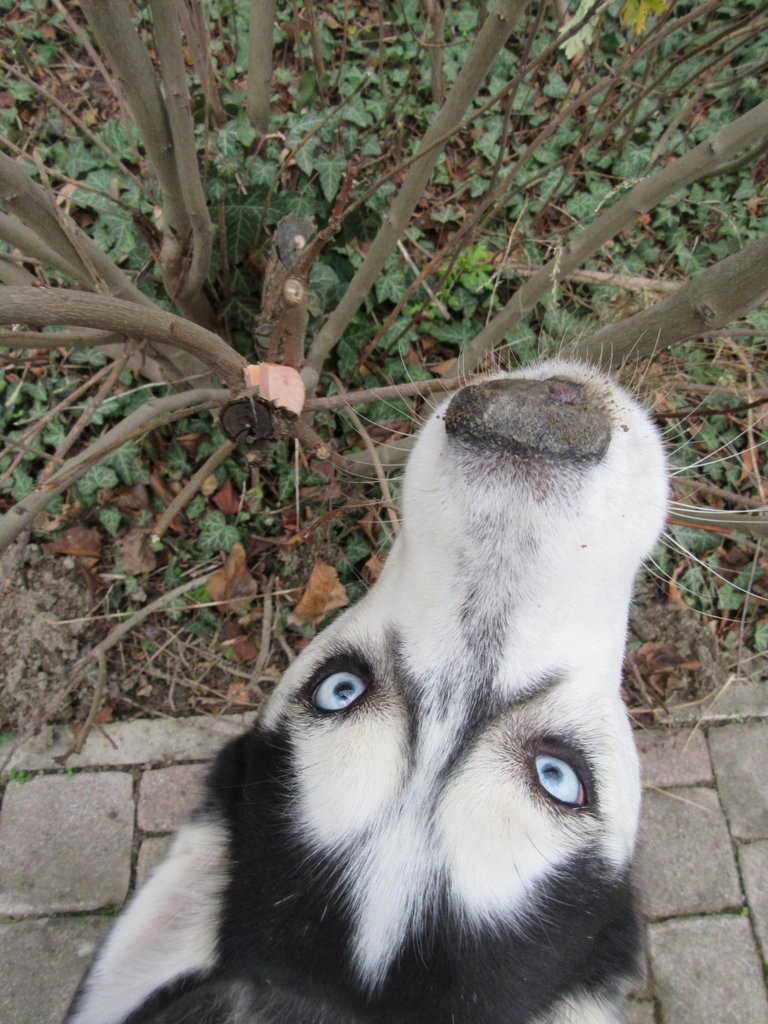 Omnomnom!
