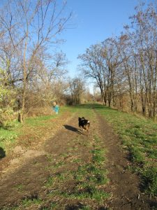 Der Hund wird von der/dem HelferIn losgeschickt mit einem "Such".