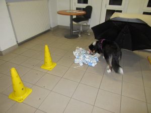 Die Leckerlis in den Joghurtbechern sind gut versteckt.