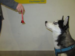 Kaya wird das Glöckchen präsentiert.