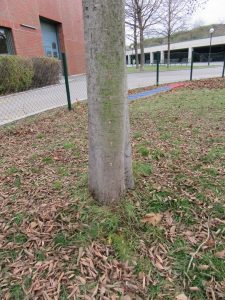 Der mit Hunde-Leberwurst bestückte Baum.