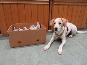Turbo ist bereit für SEINE Schnüffelkiste und wartet nur auf das Startsignal.