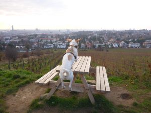 Turbo hüpft auf die Bank. Er ist unser Agility-Meister :)