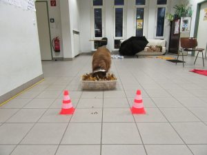 Die Laubkiste gefällt Felix am allerbesten.