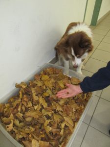 Felix schaut fasziniert zu wie die Leckerlies in der Kiste verschwinden
