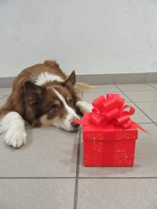 Felix wartet darauf, dass er das Geschenk öffnen darf!