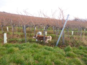Die nächste Übung: Im Zick-Zack durch die Weinreben und unten hindurch.
