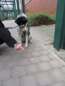 Kaya wird der Beginn der Wurstspur, der mit Wurststücken markiert ist, gezeigt.