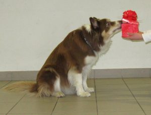 Felix öffnet das Geschenk vorsichtig mit seiner Nase...
