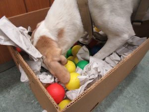 Turbo zeigt vollen Schnüffel- und Körpereinsatz und hat viel Spaß dabei!