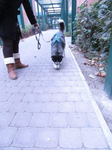 ...Kaya folgt der Wurstspur&nbsp;und findet jedes Wurststücken.