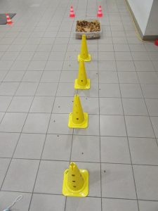 Im Slalom durch die Pylonen, zur Laubkiste und dann ins Ziel.