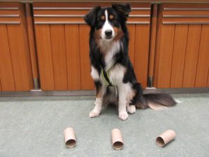 "Ich hab alles gefunden Frauchen und bin bereit für eine neue Runde :) "