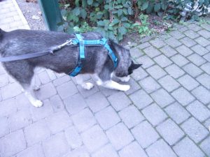 Und schon findet sie das Ende der Wurstspur und lässt sich den Jackpot gut schmecken. Gut gemacht Kaya!