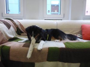 Sie lässt sich ihr Geschenk auf der Couch schmecken.