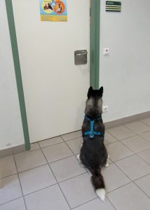 Habt ihr schon mal probiert dem Hund ein "Signal" (z.B. Sitz) durch die geschlossene Tür zu geben?