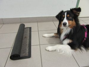 Ein Stück des Teppichs bleibt un aufgerollt liegen. Dort wird auch ein Leckerli versteckt.