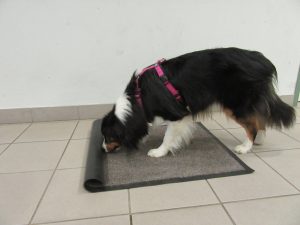 Tara ist auf der Suche nach weiteren Leckerchen. Dabei rollt sie den Teppich immer weiter auf.