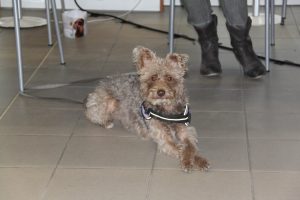 IMG_4355